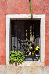 Bunte Fensterwand mit Pflanzen in Murano, Venedig, Italien
