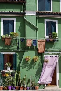 Gr&uuml;nes Haus mit Pflanzen und Fensterl&auml;den in Burano, Italy